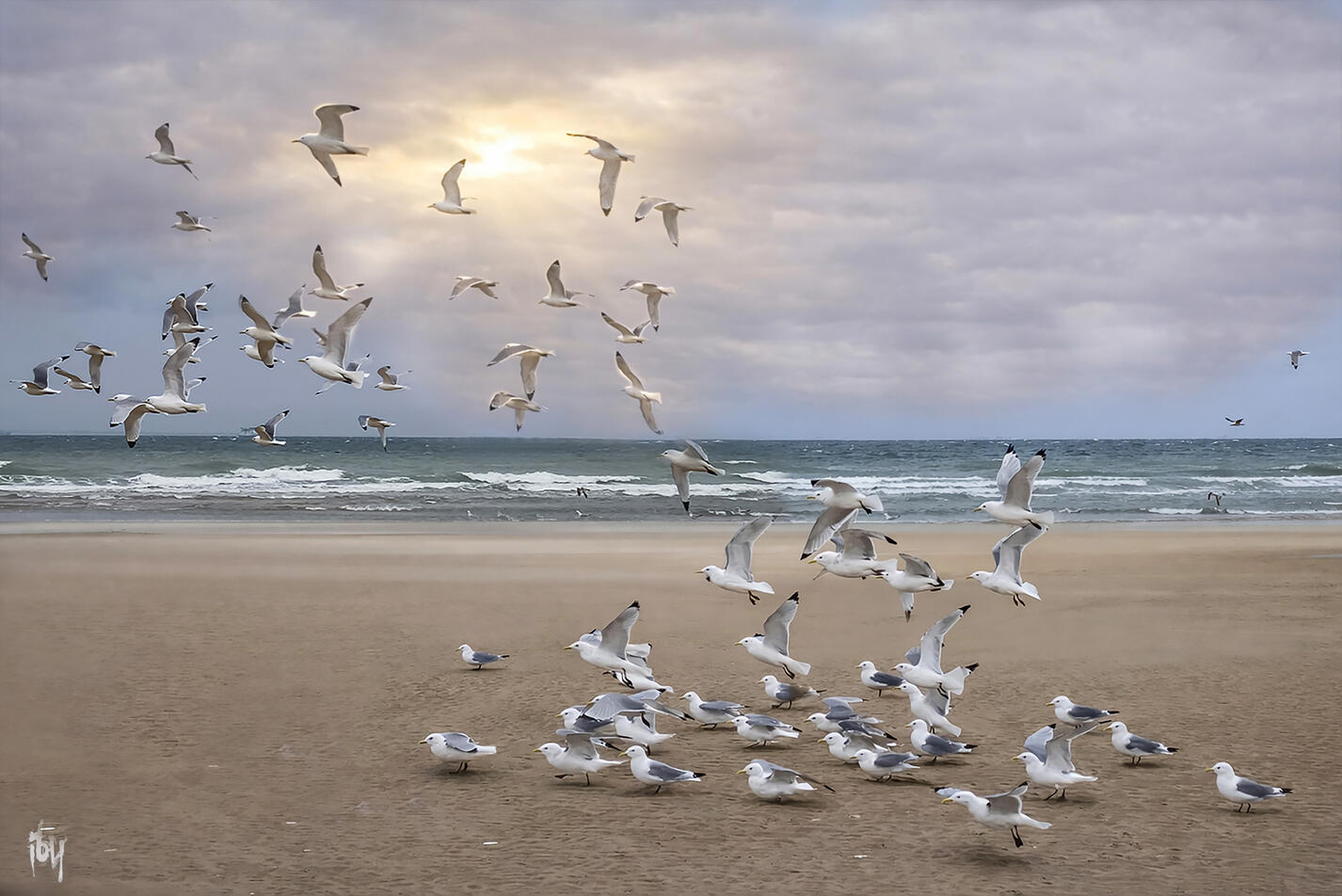Les oiseaux - photo prise à Knokke-Heist - Aluminium - 105X70 cm.